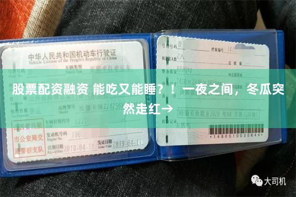 股票配资融资 能吃又能睡？！一夜之间，冬瓜突然走红→