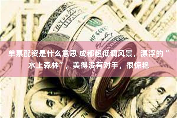单票配资是什么意思 成都超低调风景，漂浮的“水上森林”，美得没有对手，很惊艳