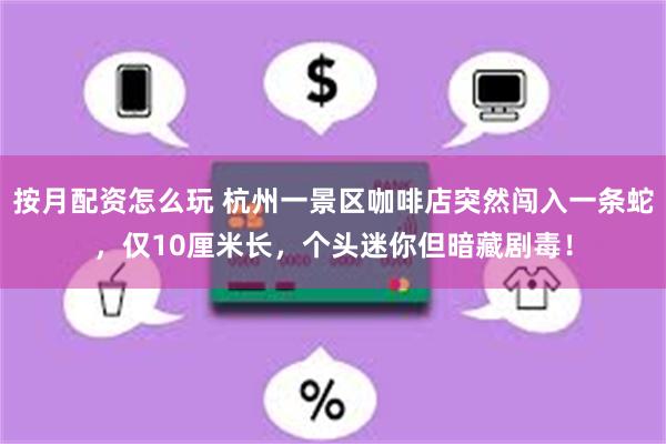 按月配资怎么玩 杭州一景区咖啡店突然闯入一条蛇，仅10厘米长，个头迷你但暗藏剧毒！